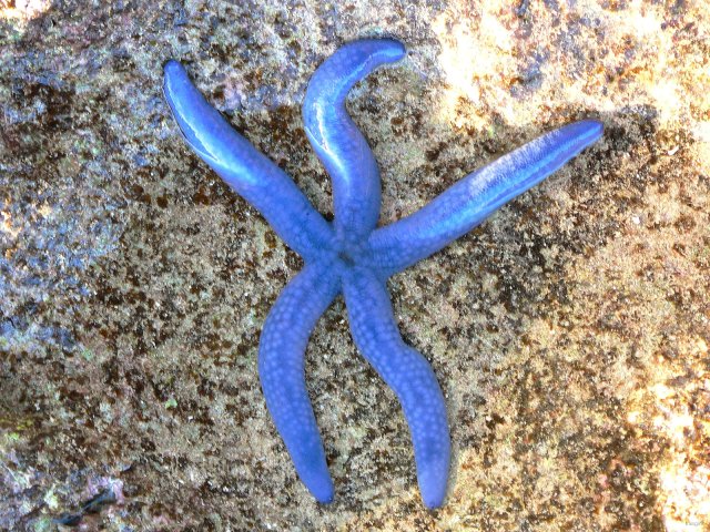 138- Une etoile de mer bleue nous ouvre les bras 